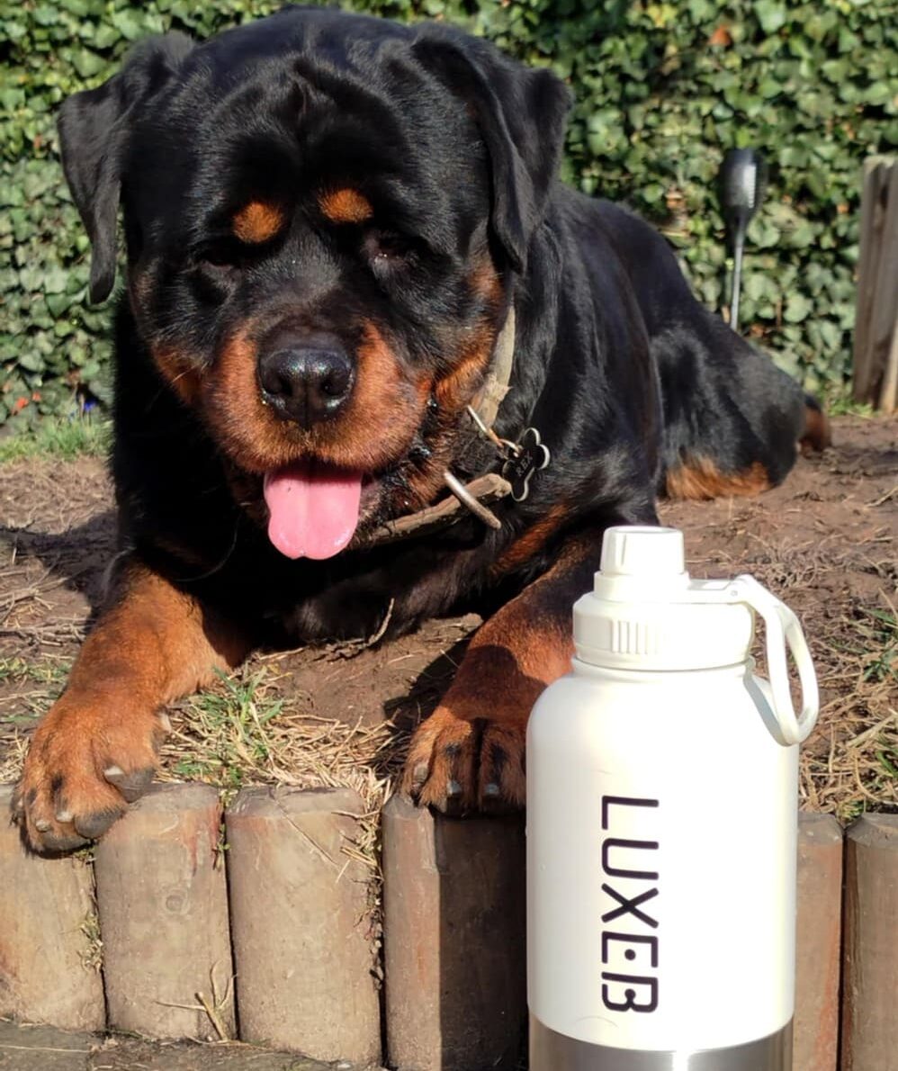 Rex a luxeb palackkal